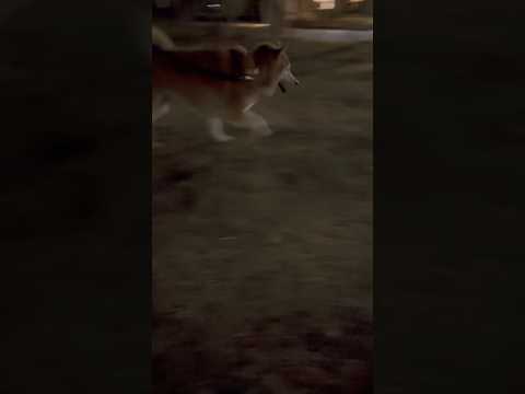 柴犬福 兄をスルーする柴犬-公園ver.🤣Brother and Shiba🤣shorts funny 柴犬 funn… サムネイル