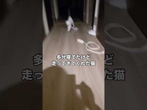 直前まで寝てたっぽいけど飼い主の帰宅が嬉しくて飛んでくる猫 家猫 猫 shorts サムネイル