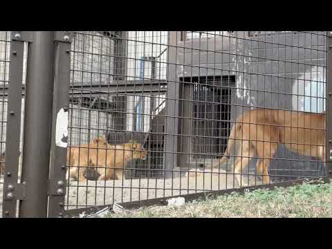 お部屋に帰る前のライオンファミリー🤭　のんほいパークにて　2026年1月23日 サムネイル