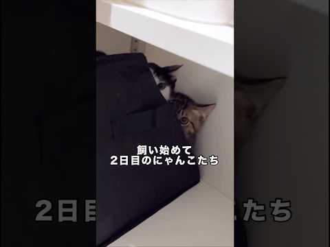 飼い始めて2日目で飼い主を恐る恐る観察する猫たち。早く仲良くなりたい。 キジトラ ハチワレ 子猫 猫 サムネイル