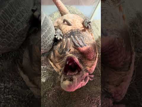 ごはんの合図にまだまだ寝ていたいアルマジロのジローラモ君♫shorts アルマジロ animal サムネイル