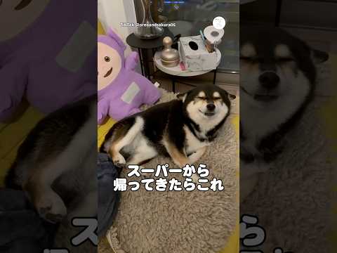 帰宅したら満面の笑みの柴犬💕　　黒柴　柴犬　犬　かわいい かわいい犬 サムネイル