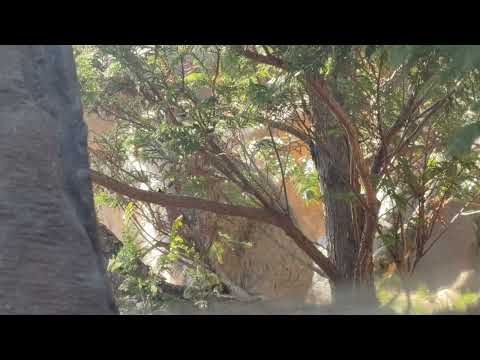 緑の仮面のアブリコースちゃん☺️ マヌルネコ　那須どうぶつ王国にて　2026年3月1日 サムネイル