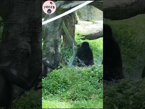 cute gorilla 💦🤣 gorillatag taipeizoo 金剛猩猩 animals shorts サムネイル