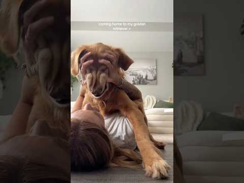 coming home to my golden retriever🥵goldenretreivers dog pup… サムネイル
