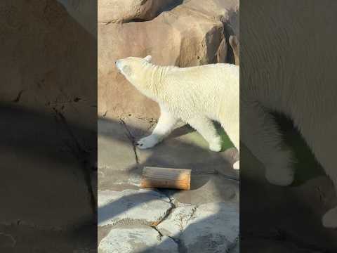 shorts ホッキョクグマのゆめちゃん　王子動物園　2025年12月27日 サムネイル