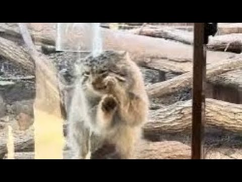 ナゴムくんのオニクタイム😋　マヌルネコ　那須どうぶつ王国にて　2026年1月4日 サムネイル