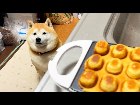 姉のベビーカステラ大会にちんまり参戦し、試食係として誰よりも職人顔で焼き加減を見極める柴犬 サムネイル