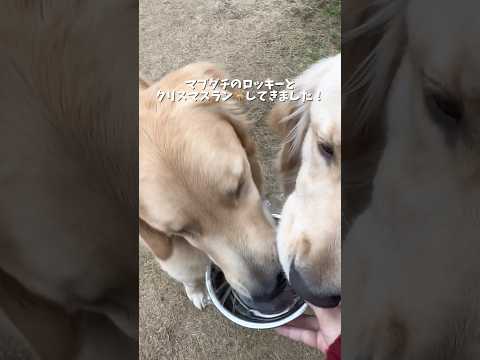 ゴル×2とシュナ×1で遊んで来ました！今年も楽しいクリスマスだったねー🎄❤️ゴールデンレトリバー 犬と2人暮らし go… サムネイル