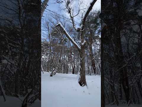 shorts 那須高原　朝の積雪　2026年1月12日 サムネイル