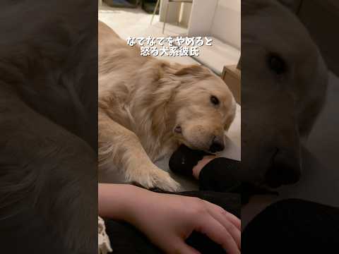 無限なでなでのわんこハラスメントです🐾ゴールデンレトリバー 犬と2人暮らし サムネイル