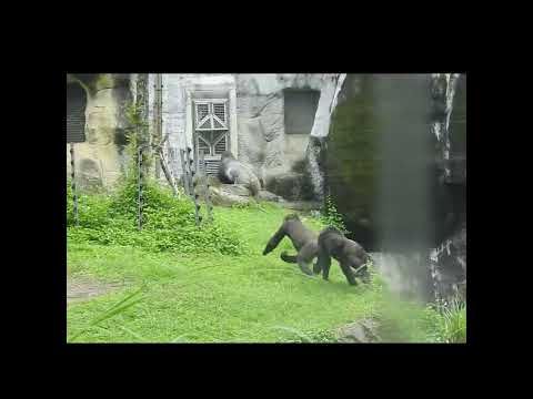 little gorilla brothers Jabali 5y5m old & Ringo 4y11m old.…