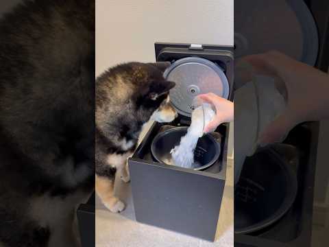 バレンタインデーにバナナケーキ作ったら🍑🍙柴犬