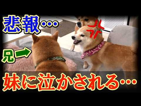 妹柴犬の猛烈な説教に耐えきれず…こらえきれず泣き声をもらす兄柴犬・・・
