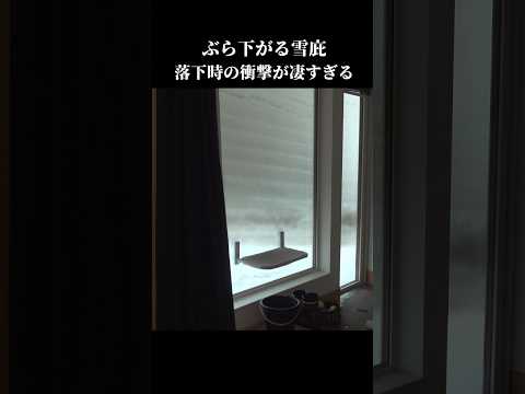 落雪！？屋根から落ちる雪に思わず吠えちゃう柴犬 shibainu 犬のいる生活 青森 サムネイル