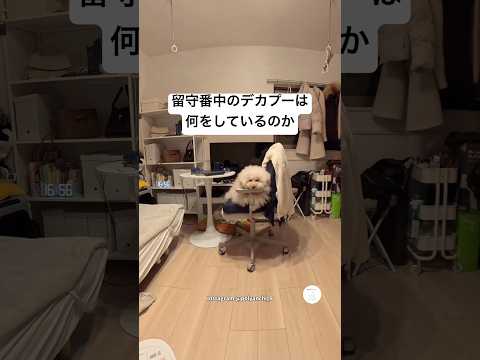 留守番中のデカプーの可愛すぎる行動　トイプードル　犬　かわいい かわいい犬 犬のいる暮らし サムネイル