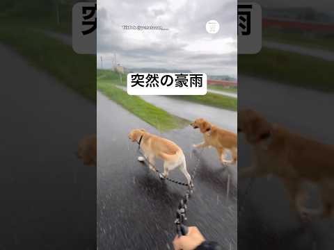 【最悪のタイミング】晴れていたのに散歩中に突然の豪雨　　ゴールデンレトリバー ラブラドールレトリバー 大型犬　散歩　犬… サムネイル