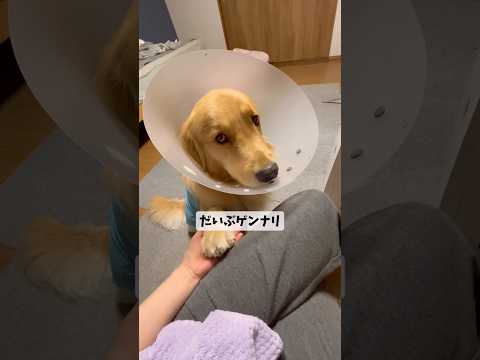 術後goldenretriever ゴールデンレトリバー サムネイル