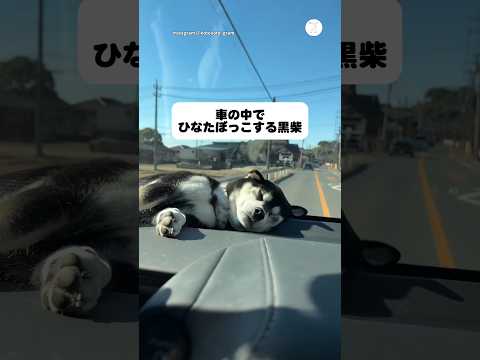 車内でひなたぼっこ☀️完全に眠り続ける黒柴　　黒柴　柴犬　犬　かわいい犬 犬のいる暮らし サムネイル