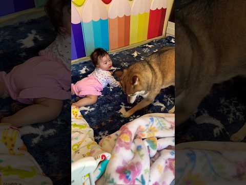 赤ちゃんにホリホリを教える柴犬 サムネイル