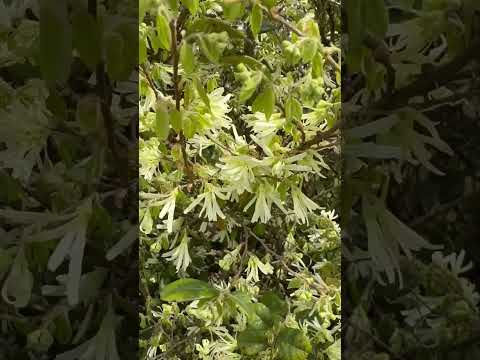 shorts トキワマンサクの花(白)が満開です♪2026年4月9日