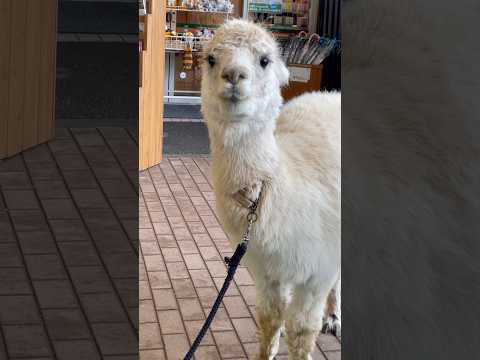 shorts そろそろお昼寝に帰ろ〜よ🥱って言ってる☺️？　アルパカ🦙　那須どうぶつ王国にて　2026年2月27日