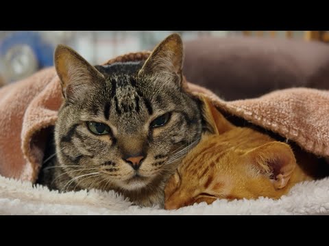 見えないナニカを追いかける猫　A Cat Playing with Something Invisible
