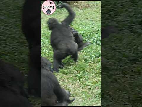 Ringo : Jabali, let's play😆 gorilla gorillatag 金剛猩猩 taipeiz… サムネイル