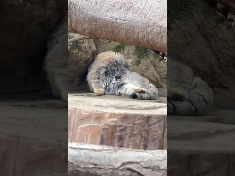 shorts ナゴムくん毛繕い❣️マヌルネコ　那須どうぶつ王国　2026年2月27日 サムネイル