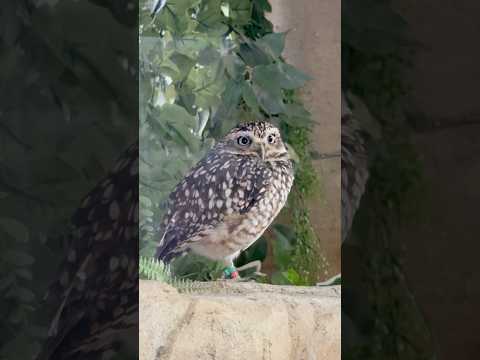 shorts アナホリフクロウさん　那須どうぶつ王国にて　2026年1月9日 サムネイル