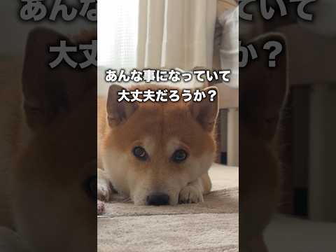 いらぬ心配に対応する柴犬こむぎ 柴犬 shibainu