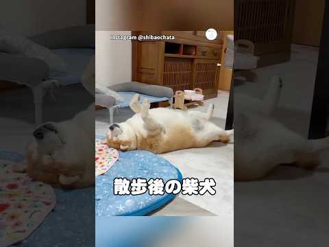 散歩後、疲れてへそ天で眠る柴犬　柴犬　犬　散歩　面白い　犬のいる暮らし サムネイル