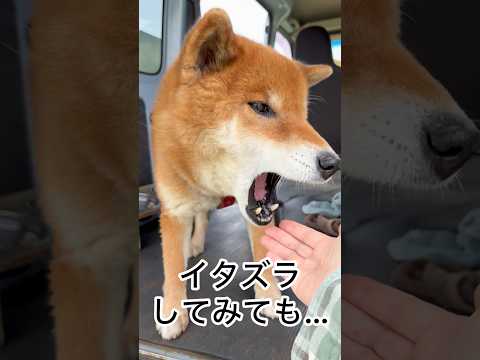 ’26.4.9 力丸は人を見ている… 柴犬 shibainu 柴犬のいる暮らし 柴犬の日常 タッチ 力丸 サムネイル