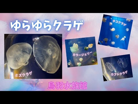 【鳥羽水族館】ゆらゆらクラゲ✨ サムネイル