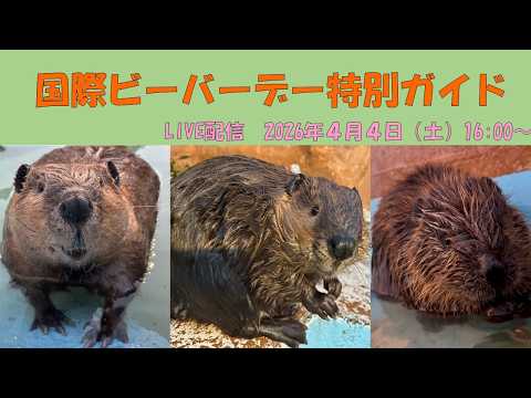 【国際ビーバーデー特別ガイド】　東武動物公園　公式YouTubeチャンネル サムネイル