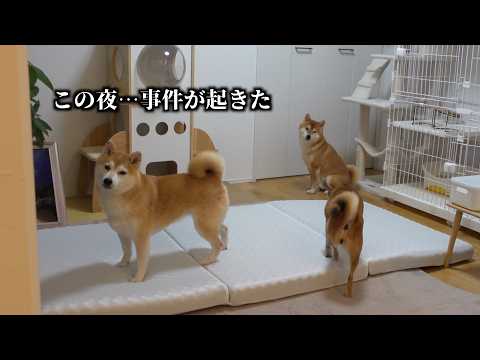 実家の柴犬とお泊まり会で賑やかすぎた夜に…“予期せぬ出来事” サムネイル