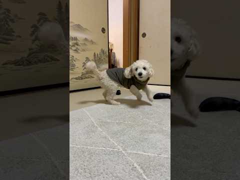 shorts 気がついた‼️タローちゃん　トイプードル　2026年3月1日 サムネイル