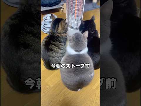 総勢13匹の猫の中で特等席を確保した3ニャンズ 猫 多頭飼い 保護猫 shorts サムネイル