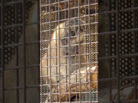 shorts マヌルネコのイーリスくん　王子動物園　2025年12月27日 サムネイル