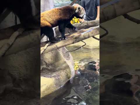 shorts レッサーパンダのジジくん　那須どうぶつ王国　IMG 8113 サムネイル