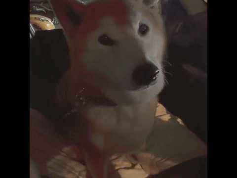 柴犬福 姉に勝手に孤独を感じていることにされる柴犬🤣Sis and Shiba🤣姉と柴 shorts funny 柴犬… サムネイル