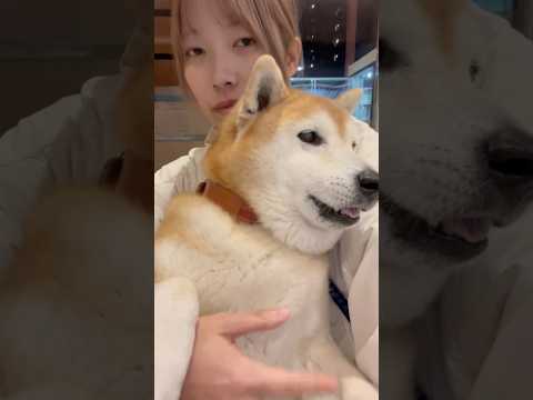 柴犬福 姉と定期検診待ちの時の柴犬😂Sister and Shiba😂姉と柴 柴犬 shorts japanesedo… サムネイル