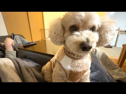 かまってアピールを無視し続けてたら反撃に出る大きいトイプードル【デカプー】【トイプードルのロアくん】【toy pood… サムネイル