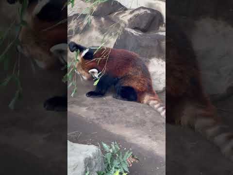 shorts 笹をモリモリ食べているのはアラタちゃん？　レッサーパンダ　浜松市動物園にて　2026年2月14日 サムネイル