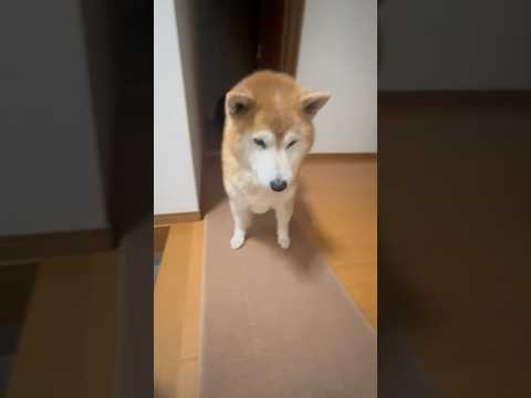 柴犬福 母から散歩前、大特別される柴犬🤣Mothnr and Shiba🤣shorts funny funnydog… サムネイル