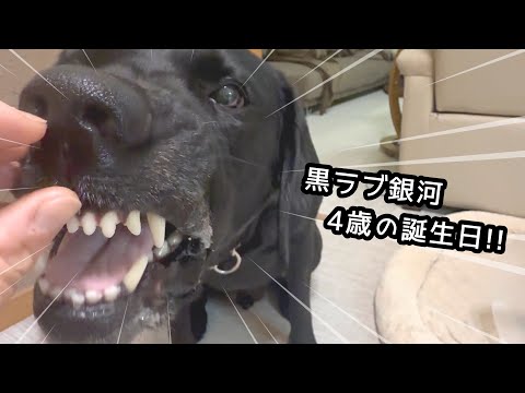 バレンタインデーに生まれた、LOVEに愛されたラブラドール サムネイル