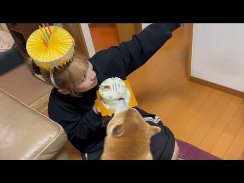 柴犬福 姉との撮影中にケーキを食べちゃう柴犬🤣Sister and Shiba🤣 サムネイル
