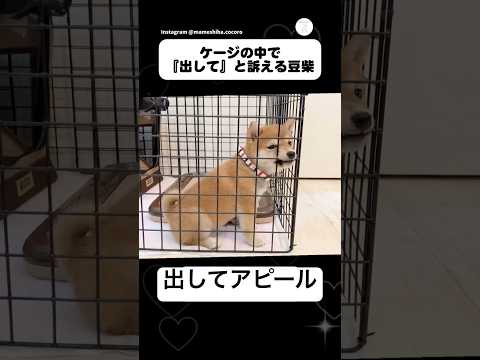 ケージの中で「出して」と訴える豆柴。最後に注目　　豆柴　柴犬　犬　子犬　かわいい サムネイル
