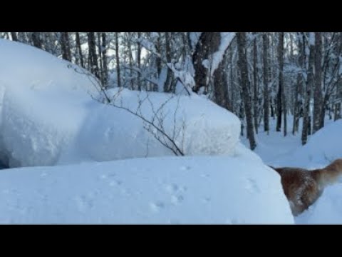 ミントの大冒険 がライブ配信中！ サムネイル