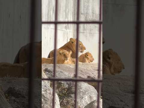 shorts ママのお顔の前は特等席☺️ ライオン　のんほいパークにて　2026年1月23日 サムネイル